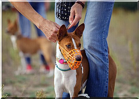 dog with muzzle