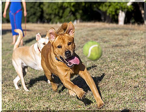 Teach your dog to bounce the ball