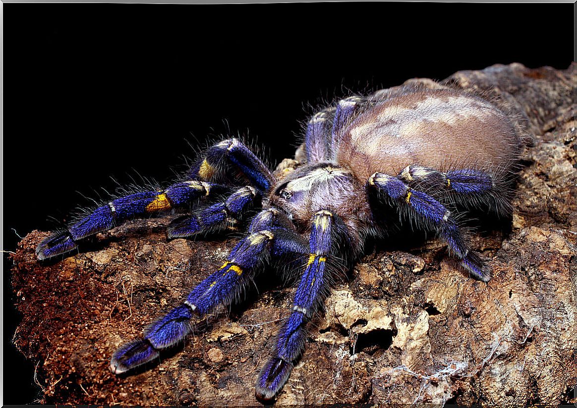 A blue tarantula on a tree.