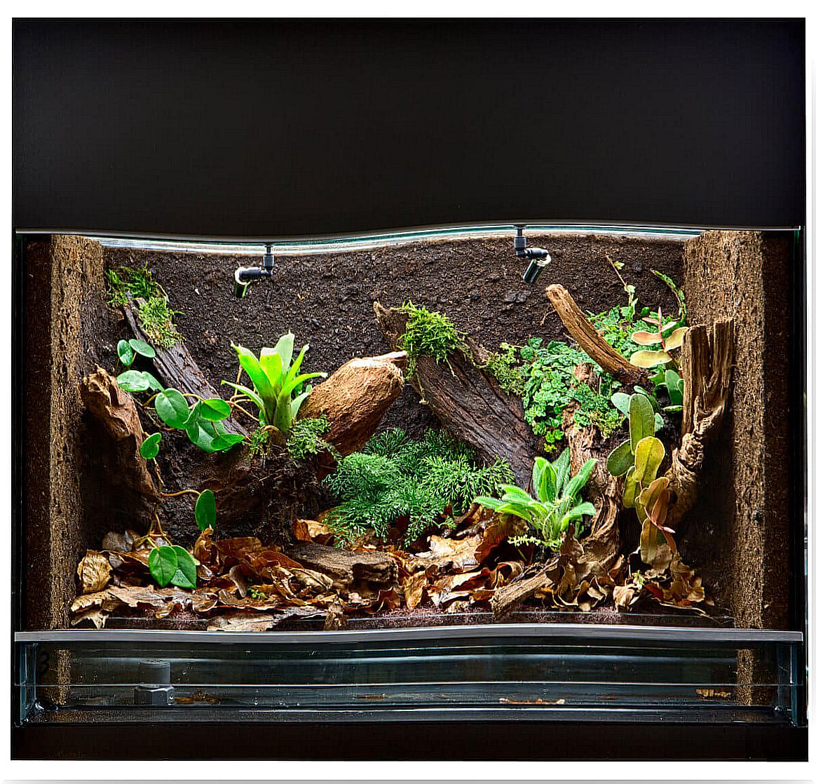 Terrarium for arachnids.