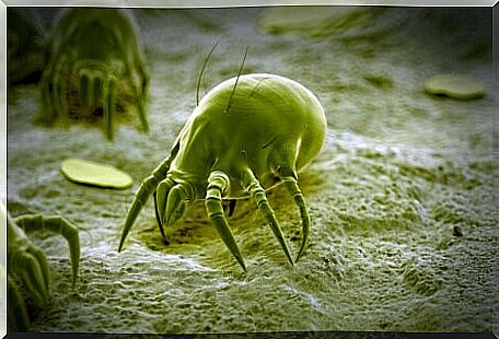 The white mite: the smallest animal in the world.