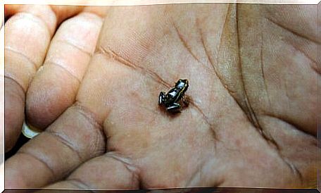 a tiny frog