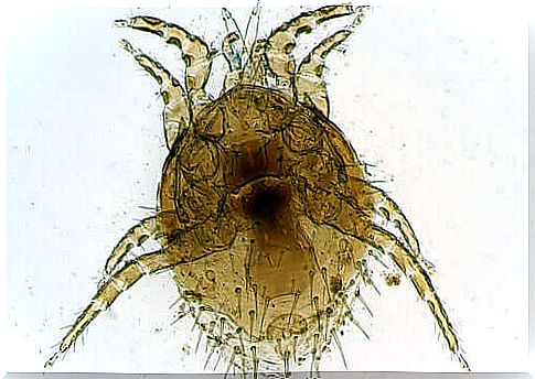 ectoparasites