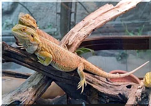 Most common iguana parasites: treatment