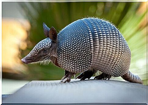 The armadillo, a very peculiar animal