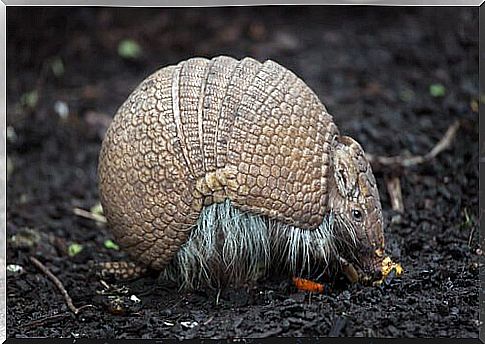 armadillo ball