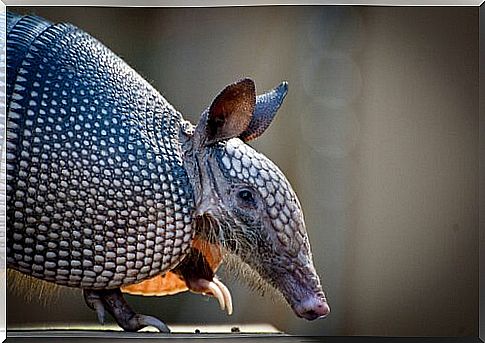 Armadillo behavior and personality