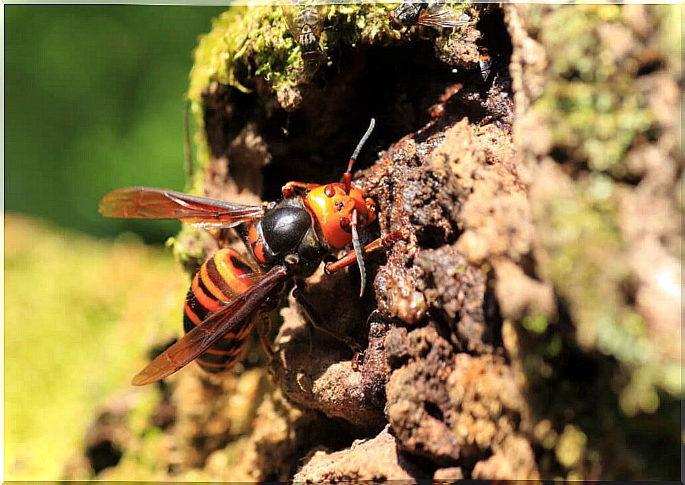 The Asian Wasp Venom: Everything You Need to Know