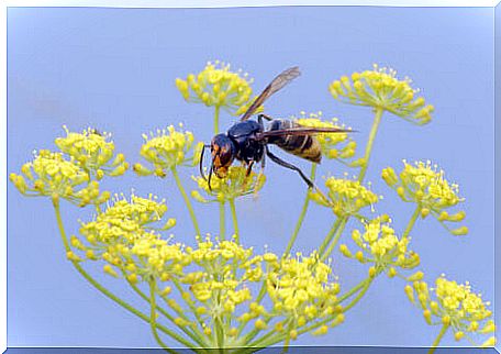 An Asian wasp landing on a flower.