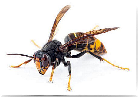 An Asian wasp on a white background.