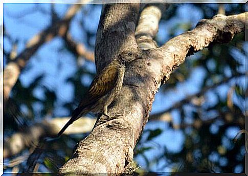 The birds that help to look for honey