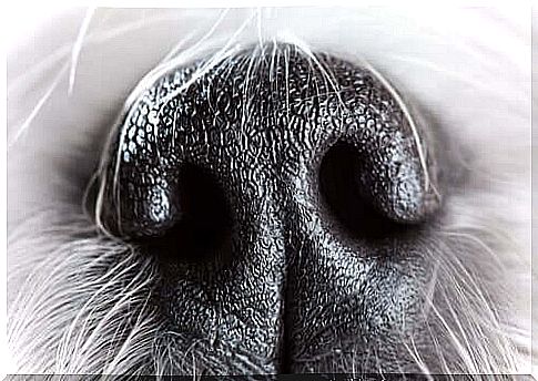 The dog's nose: 6 curiosities