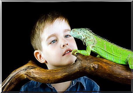 A child admiring a reptile.