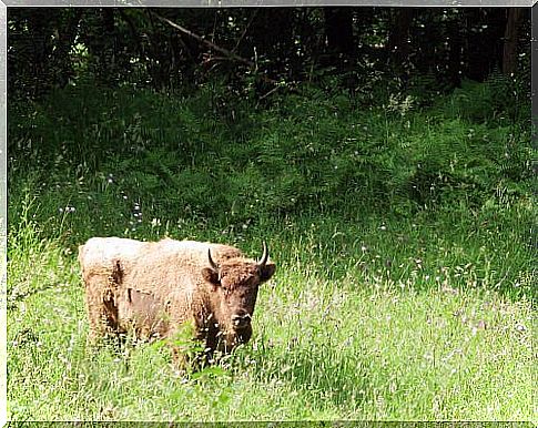 The European bison: a story of overcoming difficulties