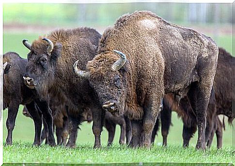 european bison