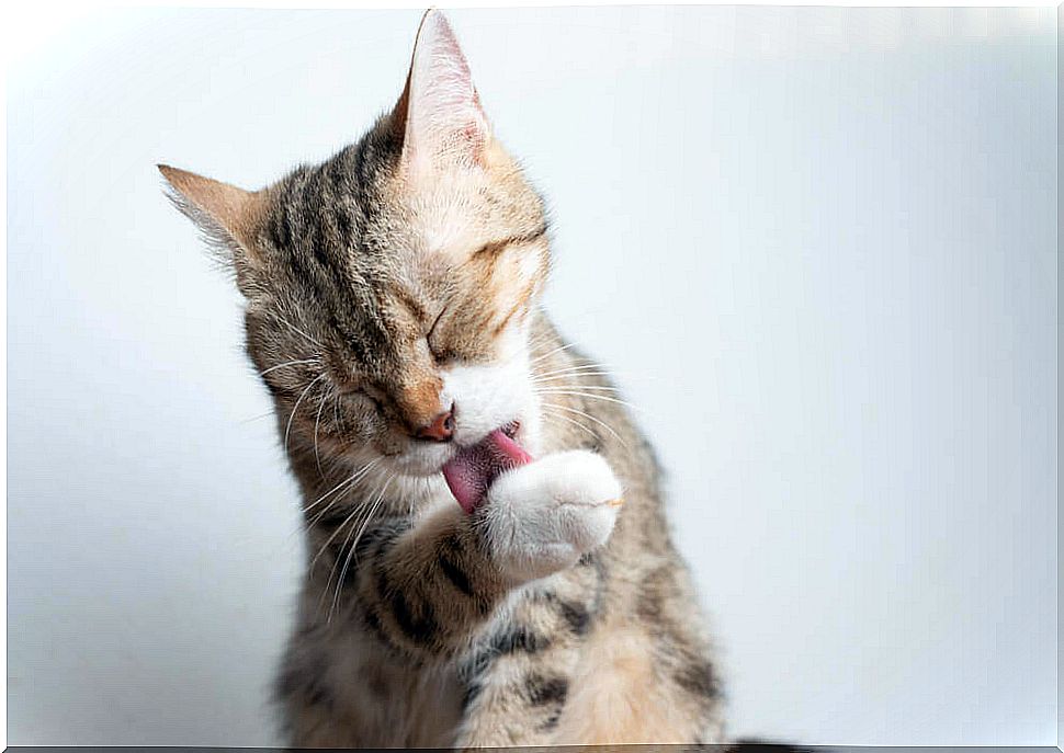 cat licking its paw