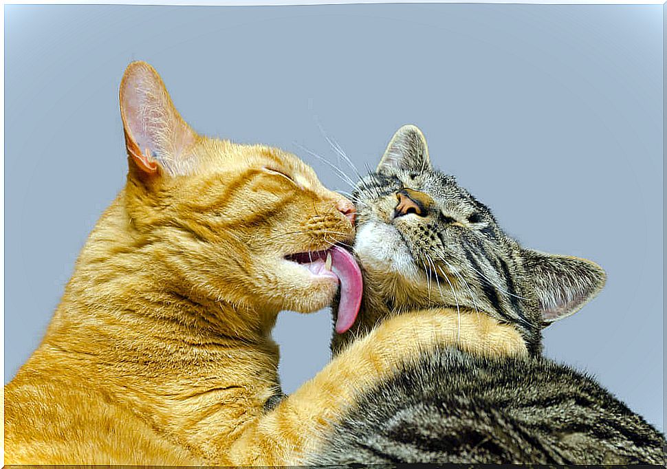 cat licking another cat