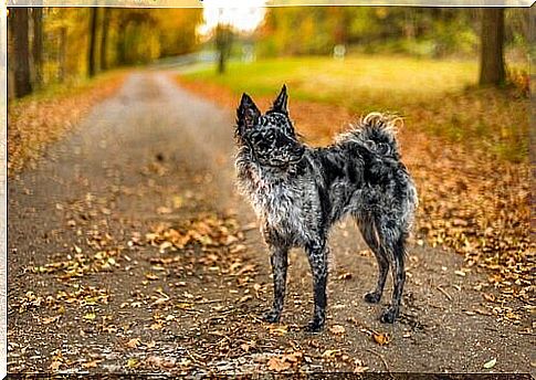 The history of the mudi breed: a shepherd with unmistakable characteristics