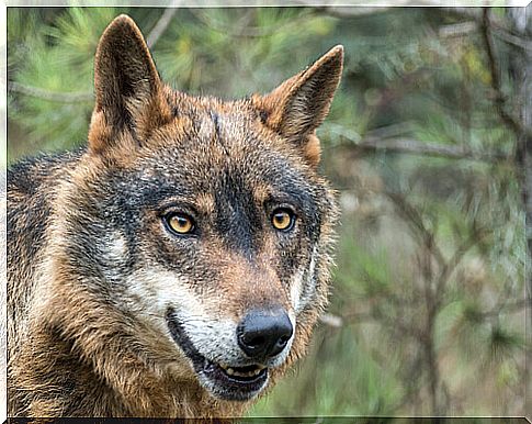 The Iberian wolf is in danger of extinction