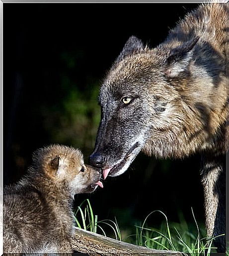 wolf licking cub