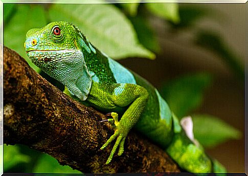 The iguana as a pet