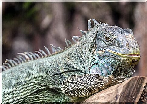 iguana