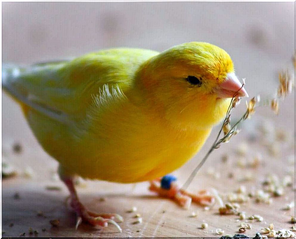 The importance of bathing for canaries