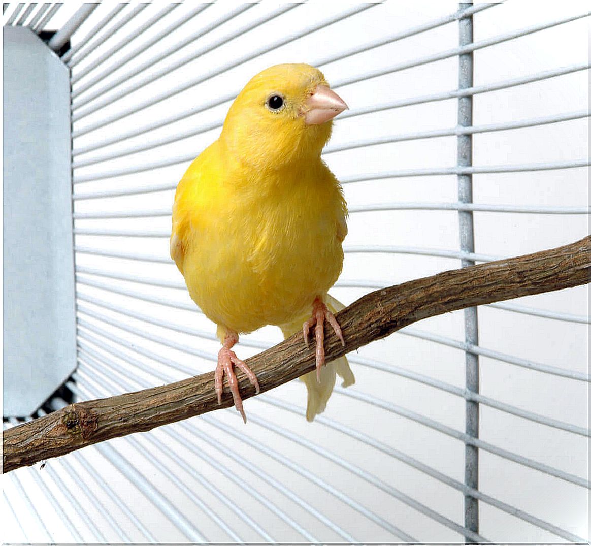 The importance of bathing for canaries