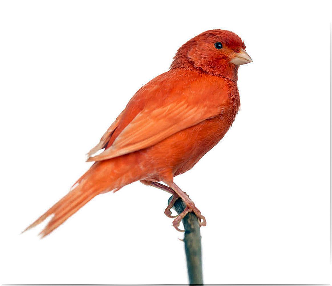 The importance of bathing for canaries