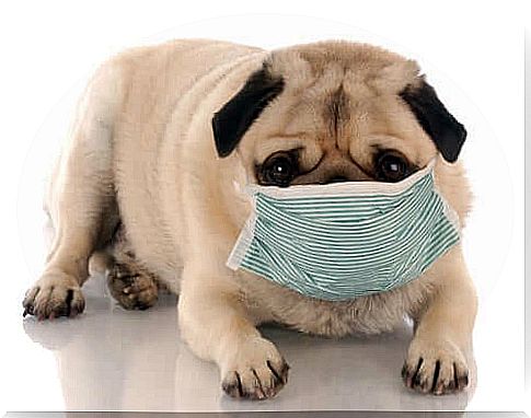 The influence of pollution on canine health