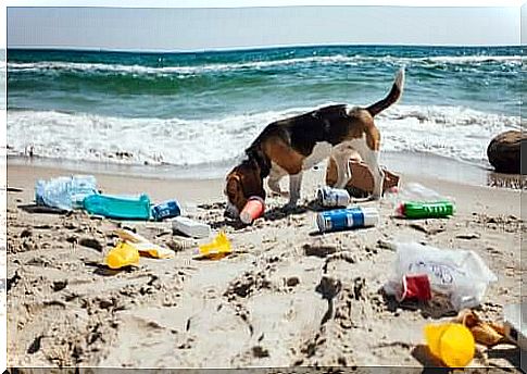 Cachorro brincando em praia poluída