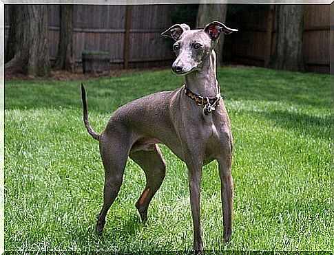 The Italian Greyhound: Small and Affectionate