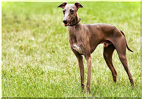 italian greyhound