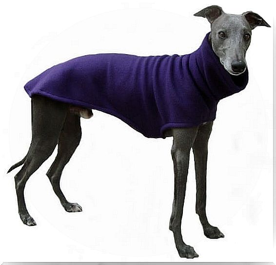 Italian greyhound wearing purple clothes