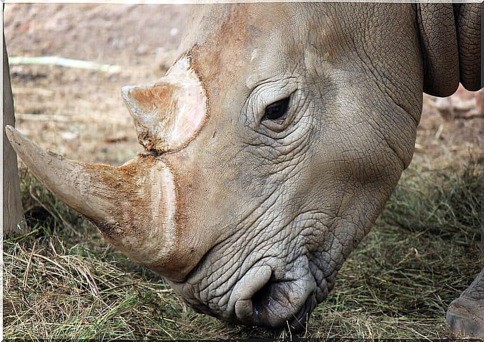 The Javan Rhinoceros: Why is it in danger of extinction?