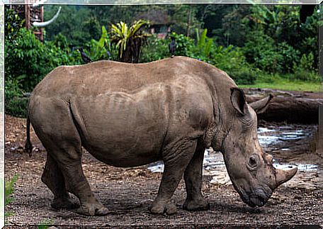 Java rhinoceros entire body.