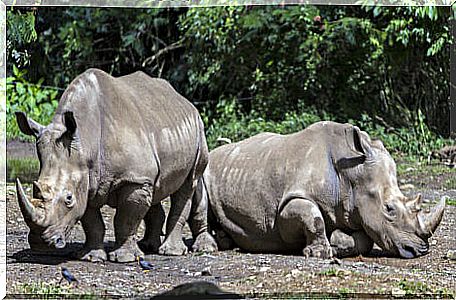 Two individuals of the Java rhinoceros species.