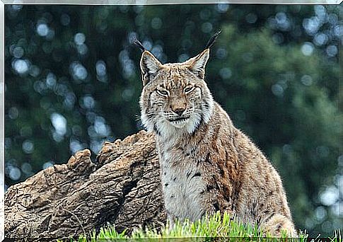 The last Iberian lynx?