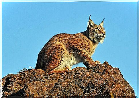 Iberian Lynx