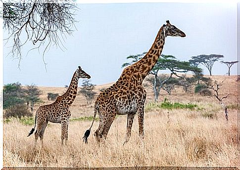 giraffes