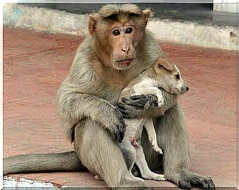 The monkey that adopted a stray dog