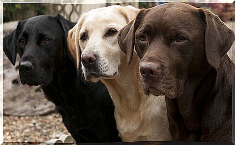 Black, beige and brown dog