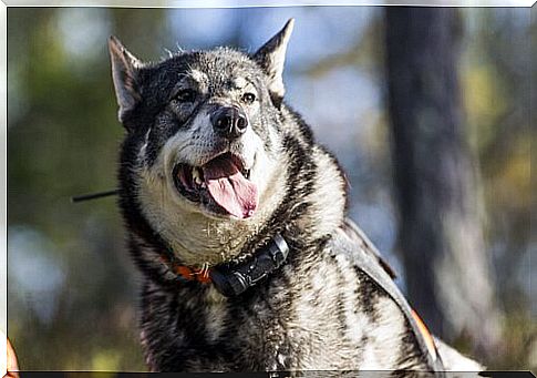 The Norwegian elkhound: the moose hunter