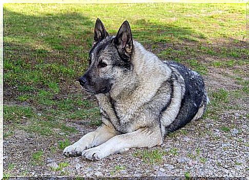 norwegian elkhound