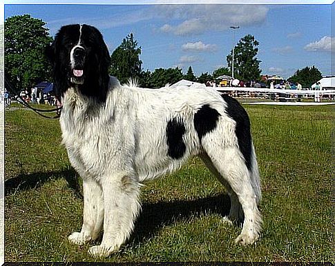 black and white molosso dog