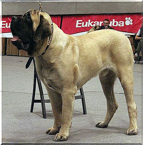 Molossoid dog