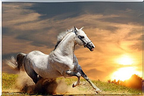 The origins of horses, do you want to know them?