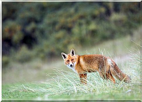 The red fox: symbol of cunning