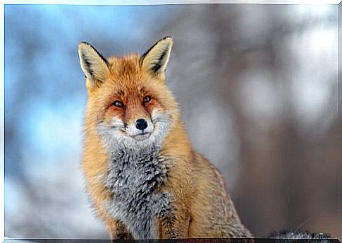 the beautiful red fox