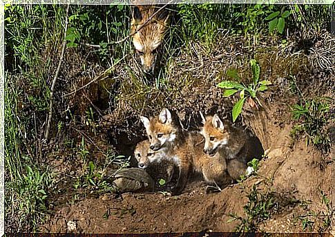 red fox cubs